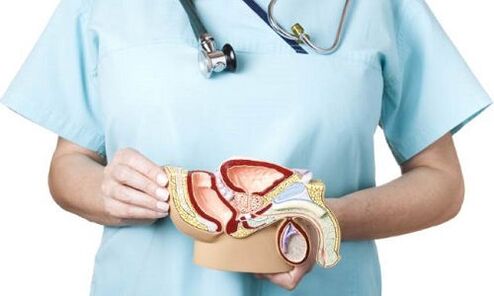 modelo ng male genitourinary system at paggamot ng prostatitis